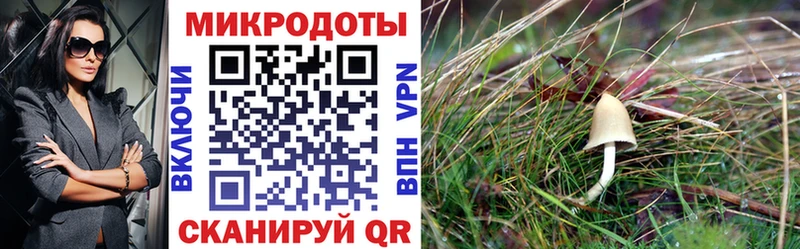 Галлюциногенные грибы Cubensis  где продают наркотики  hydra рабочий сайт  Южно-Сахалинск 